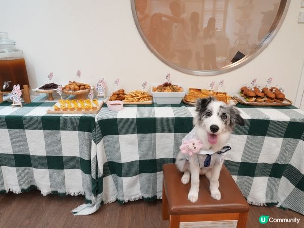 高質寵物派對服務