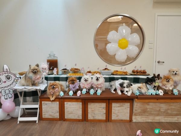 高質寵物派對服務