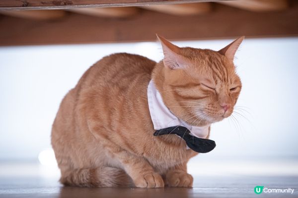 我辛巴仔為左做喵喵界老大，打番個靚靚煲呔，學習一下單眼扮萌先...