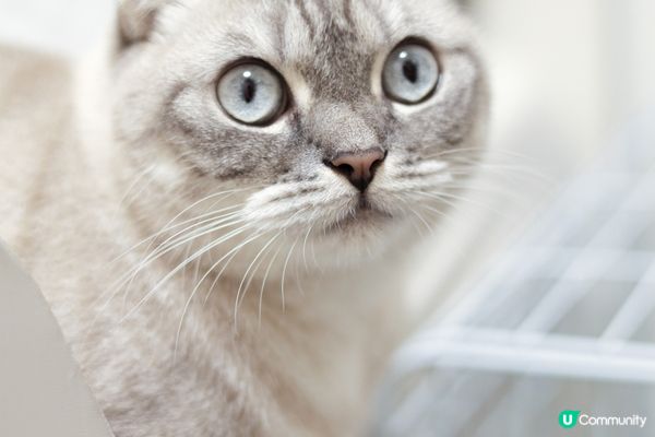 主人鍾意食烏冬，