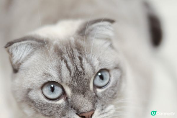 主人鍾意食烏冬，