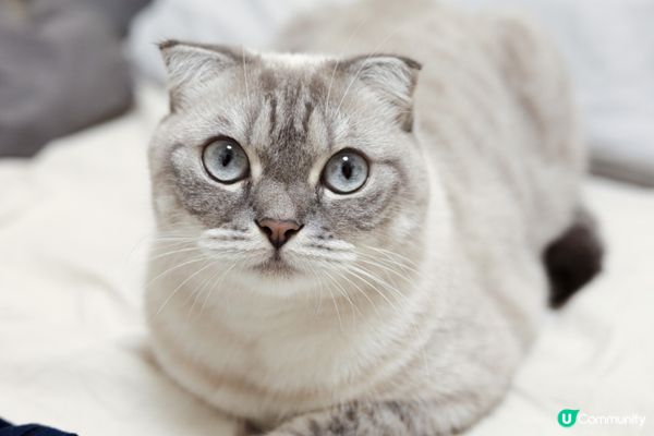 主人鍾意食烏冬，