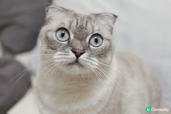 主人鍾意食烏冬，