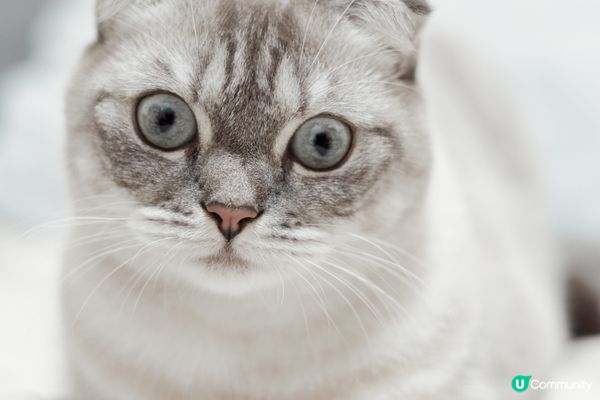 主人鍾意食烏冬，