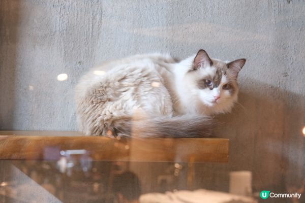 長沙灣 ≣ 李鄭屋商場 隱世舒適木系禪cafe☕🐈