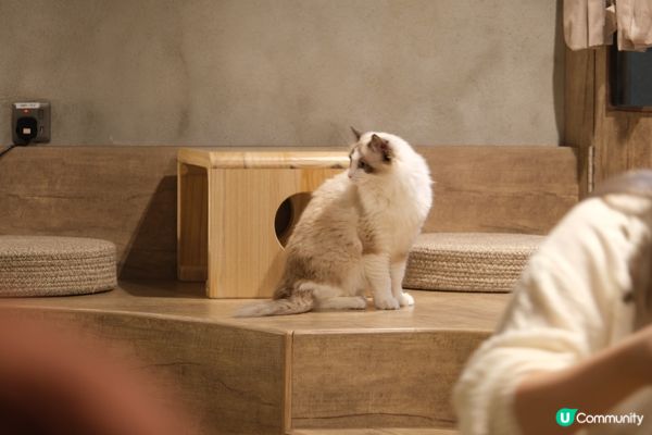 長沙灣 ≣ 李鄭屋商場 隱世舒適木系禪cafe☕🐈