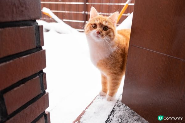 擘大眼望你，好似批評你嘅人生選擇。#主子SPATime