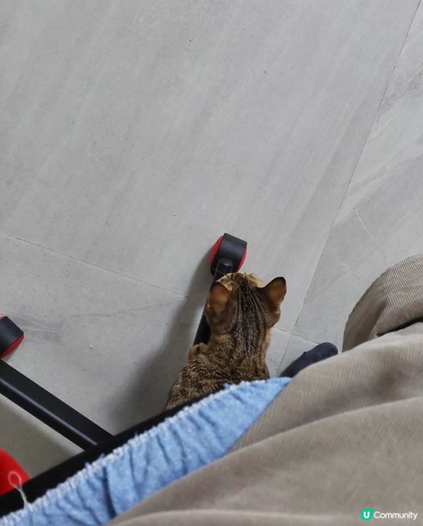 成日哩凳底😂點解d貓行路又靜又無聲…好易車到架