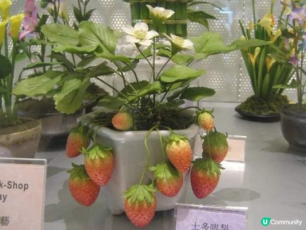 士多啤梨🍓