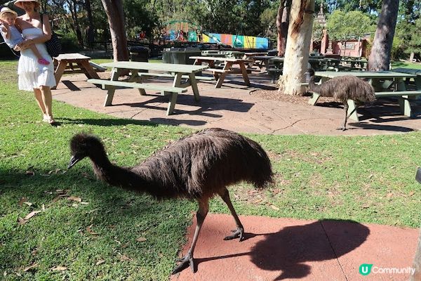 去澳洲玩 悉尼篇 Day2