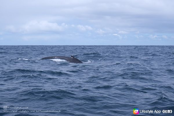 【旅遊澳洲】悉尼出海賞鯨去 - Whale Watching Tour