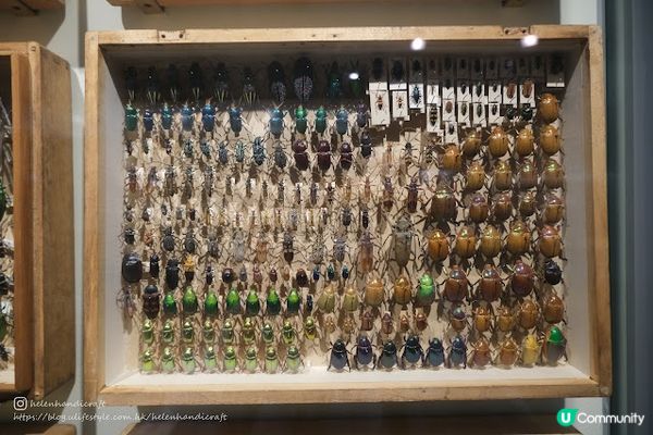 【旅遊澳洲】墨爾本一家大細遊樂好去處 - Melbourne Museum