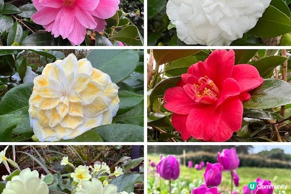 英國康瓦爾郡 聖邁克爾山(St Michael’s Mount)