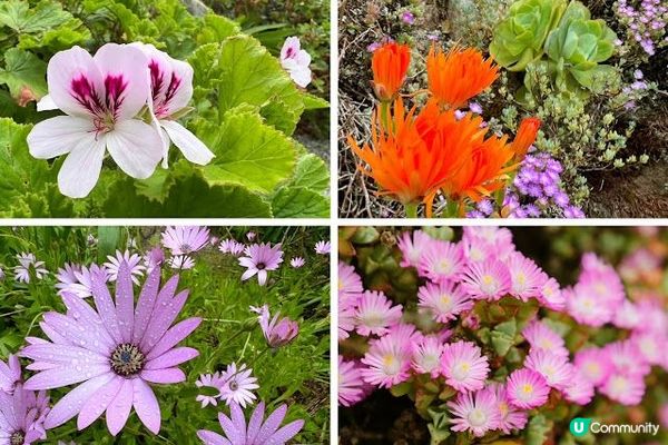 英國Isles of Scilly Pt.6