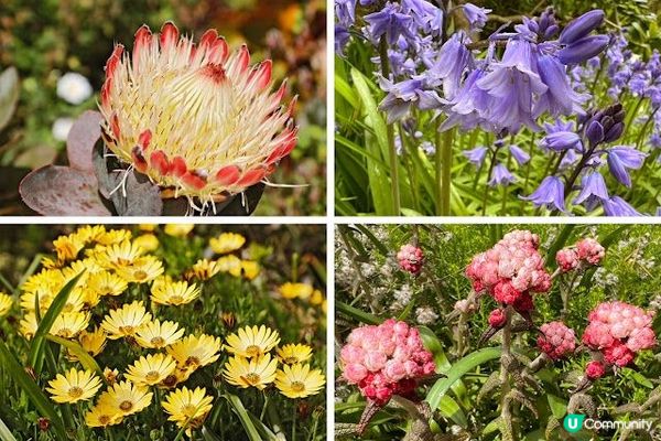 英國Isles of Scilly Pt.6