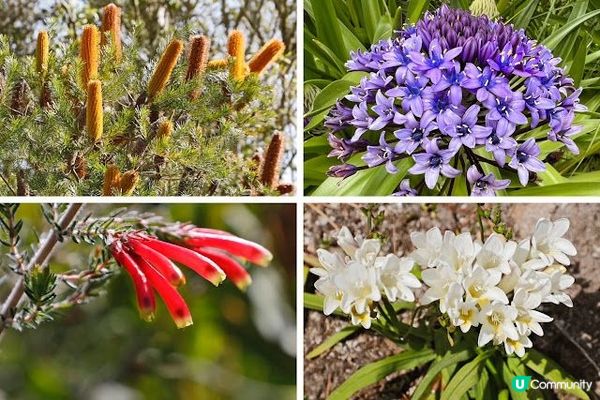 英國Isles of Scilly Pt.6