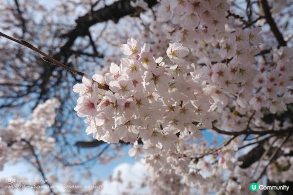 【旅遊日本斐濟紐西蘭】橫跨春夏秋冬四十天大旅行