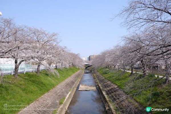 【旅遊日本】絕美日本奈良京都賞櫻地點