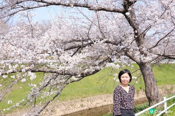 【旅遊日本】絕美日本奈良京都賞櫻地點