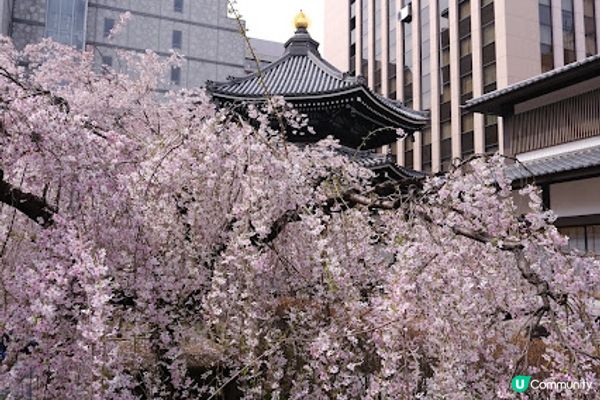 【旅遊日本】絕美日本奈良京都賞櫻地點