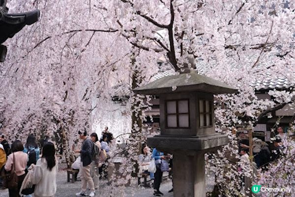 【旅遊日本】絕美日本奈良京都賞櫻地點