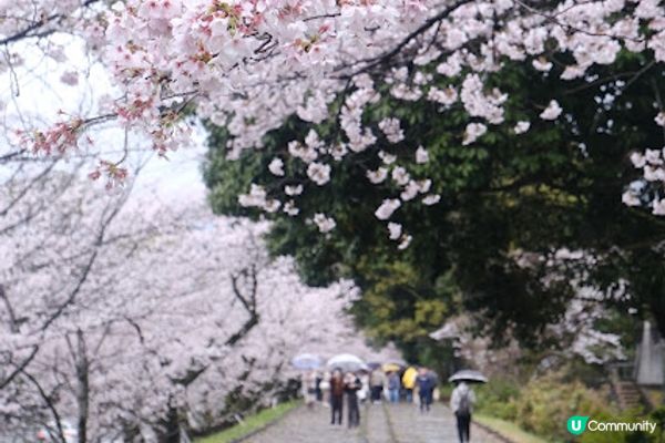 【旅遊日本】絕美日本奈良京都賞櫻地點