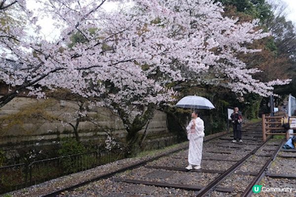 【旅遊日本】絕美日本奈良京都賞櫻地點