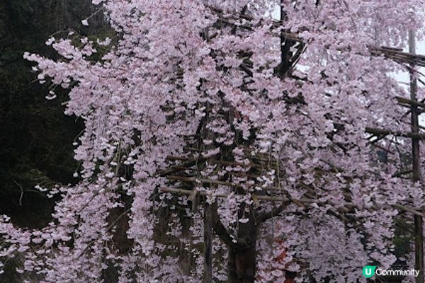 【旅遊日本】絕美日本奈良京都賞櫻地點