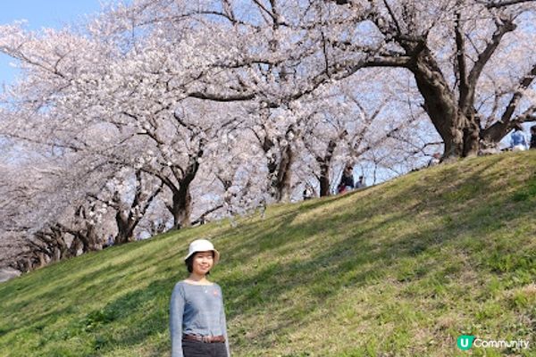 【旅遊日本】絕美日本奈良京都賞櫻地點
