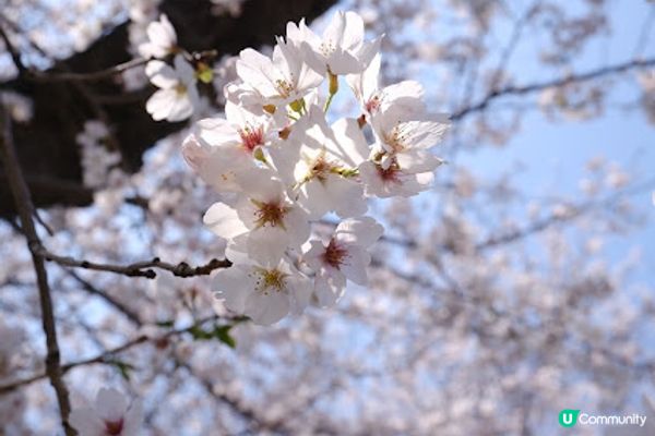 【旅遊日本】絕美日本奈良京都賞櫻地點
