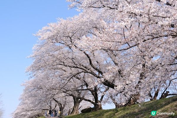 【旅遊日本】絕美日本奈良京都賞櫻地點