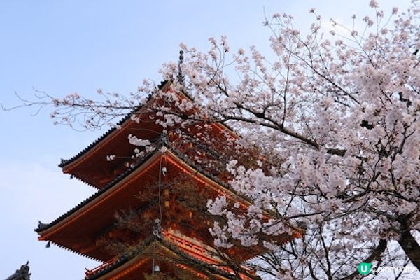 【旅遊日本】春夜漫遊清水寺