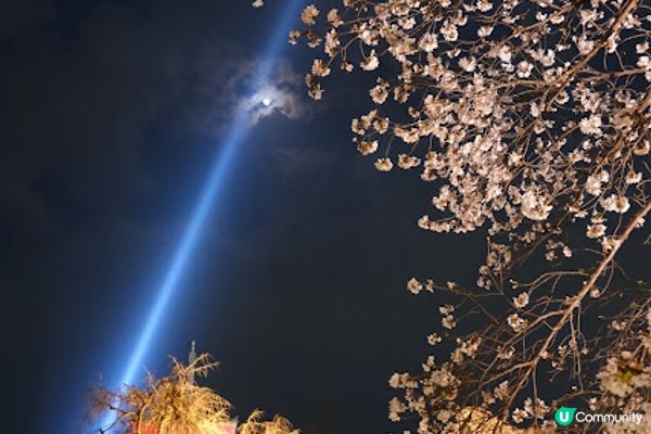 【旅遊日本】春夜漫遊清水寺
