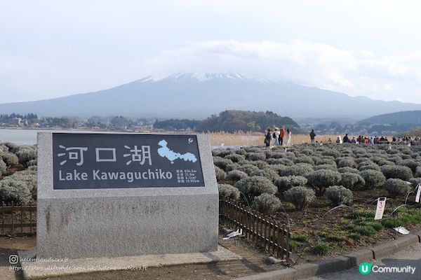 【旅遊日本】冰洞花海富士山 - 河口湖周遊巴士