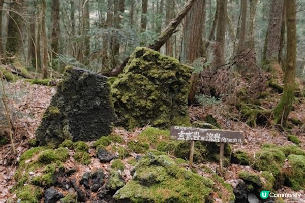 【旅遊日本】冰洞花海富士山 - 河口湖周遊巴士