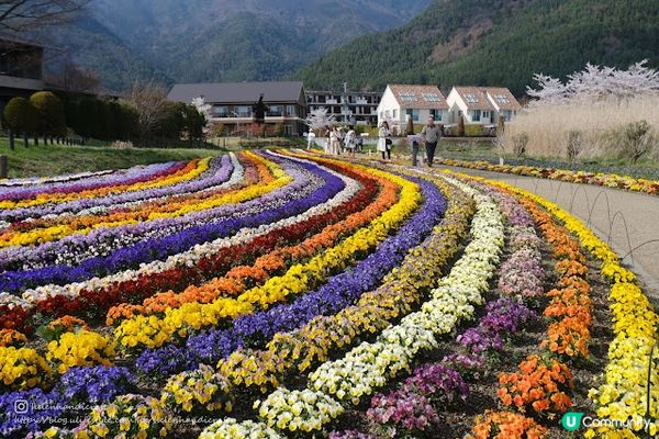 【旅遊日本】冰洞花海富士山 - 河口湖周遊巴士