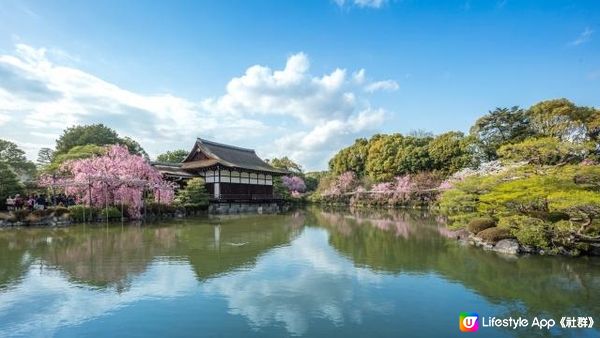 平安神宮之桜