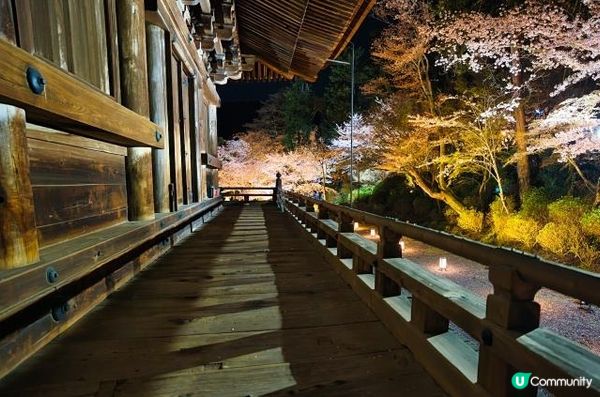 三井寺的夜櫻燈光