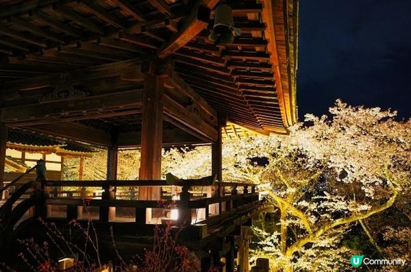 三井寺的夜櫻燈光