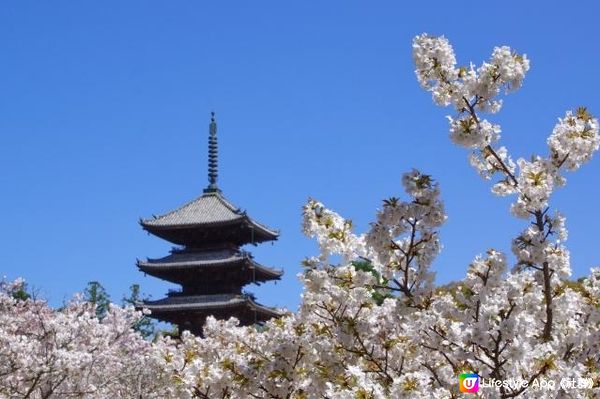 春天京都推薦的散步路線是「KINUKAKE之路」。