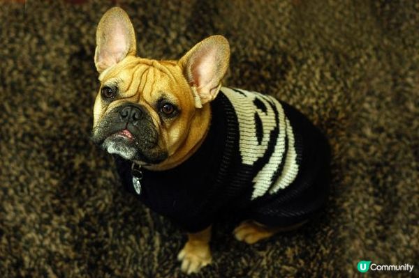 給狗狗一樣穿衣服的好處和一波服裝秀