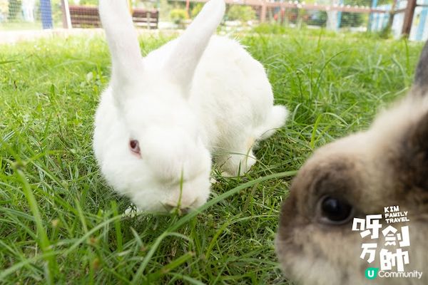久違了農莊親子遊一段日子，今日終於可以再去親親大自然，而且今...