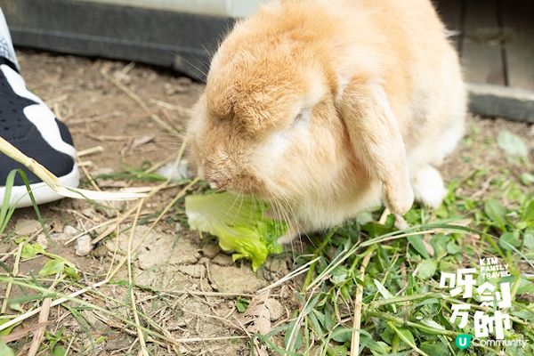 久違了農莊親子遊一段日子，今日終於可以再去親親大自然，而且今...