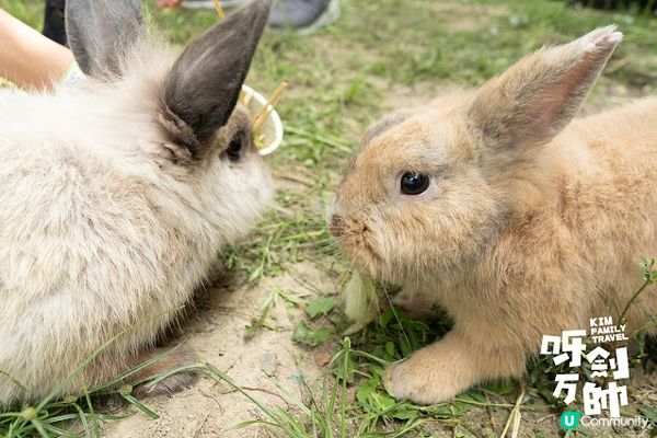 久違了農莊親子遊一段日子，今日終於可以再去親親大自然，而且今...