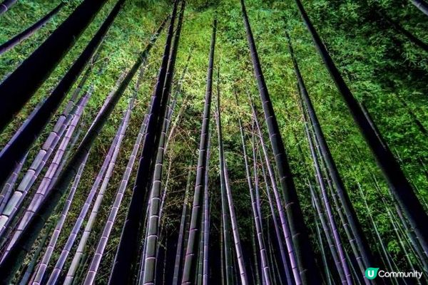 青蓮院門跡，以竹林而聞名