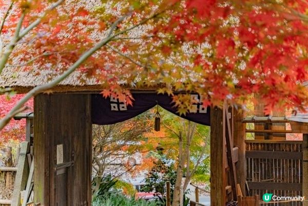 滋賀的教林坊紅葉