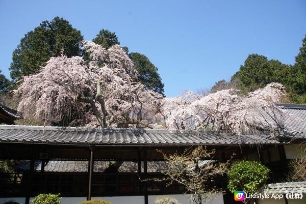 十輪寺櫻花