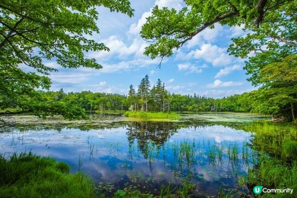 北海道湿地和動物