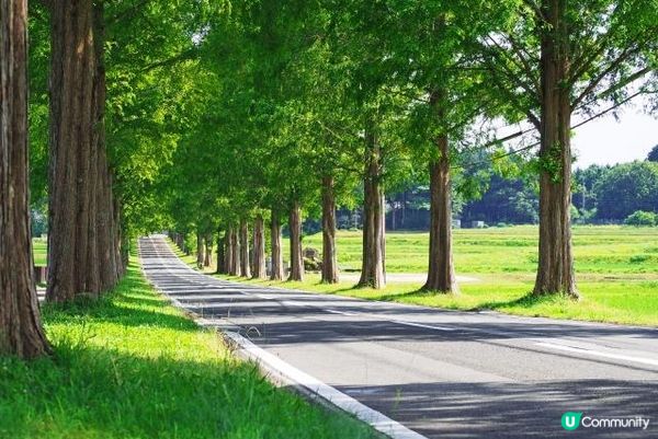 滋賀縣・高島的水杉大道