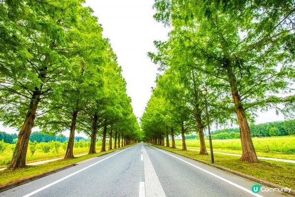 滋賀縣・高島的水杉大道